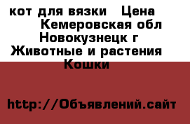 кот для вязки › Цена ­ 1 500 - Кемеровская обл., Новокузнецк г. Животные и растения » Кошки   